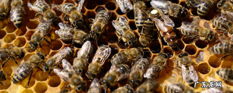 怎样用空气清新剂合并蜂群,附合群原理