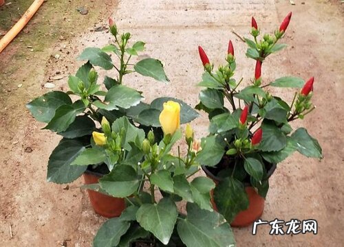 桑叶牡丹冬天会冻死吗