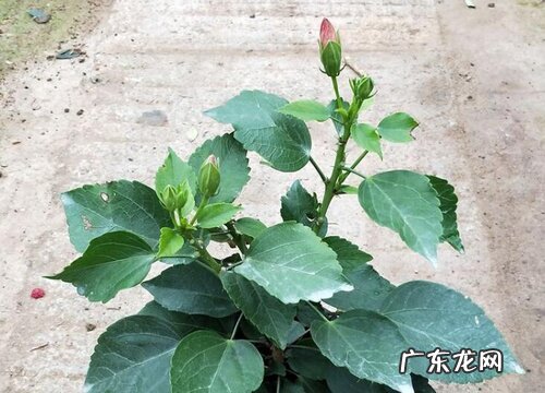 桑叶牡丹冬天会冻死吗