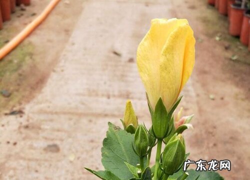 桑叶牡丹冬天会冻死吗