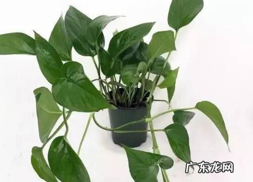 庭院东北角适合种什么植物 适合院子东北角栽种的植物