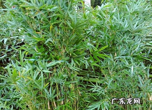 庭院东北角适合种什么植物 适合院子东北角栽种的植物