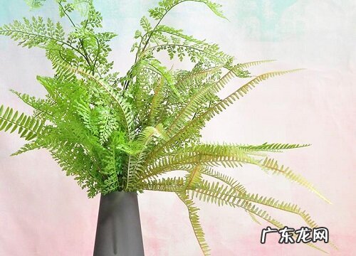 假山上面适合种什么植物 适合假山栽种的植物