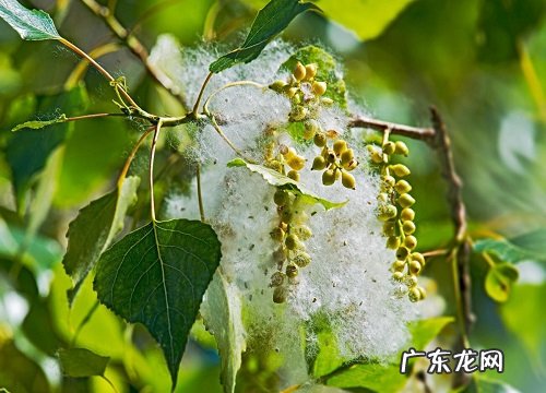 杨树叶子形状特点像什么 叶子是什么样子的图片