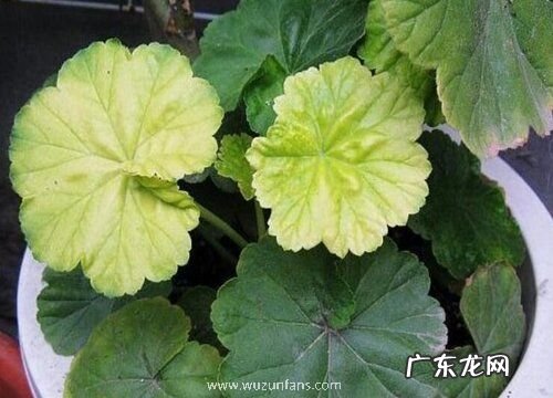 驱蚊草叶片发黄原因和处理方法