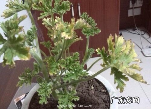 驱蚊草叶片发黄原因和处理方法