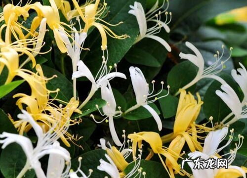 金银花和黄花菜一样吗 有什么区别