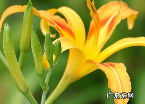 金银花和黄花菜一样吗 有什么区别