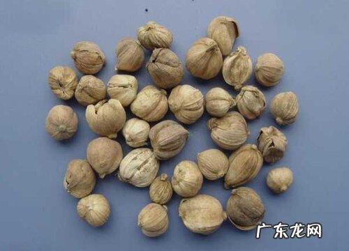 豆蔻和白豆蔻一样吗有什么区别