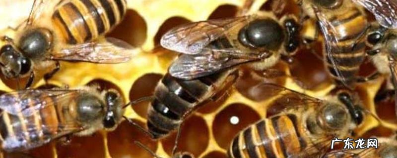 不足一框意蜂怎样春繁,附春繁技术