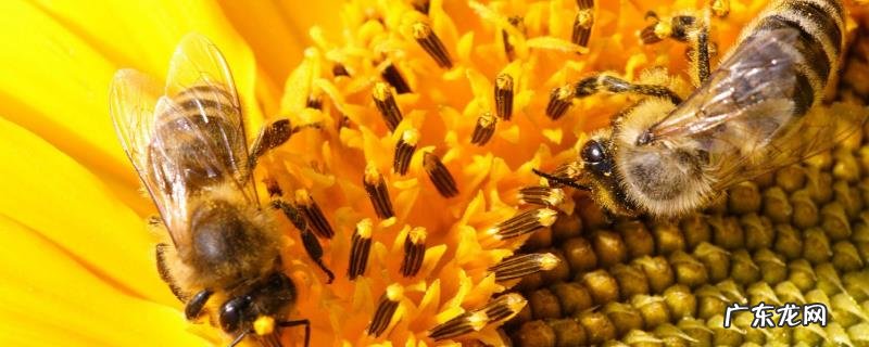 双王群怎么上继箱,注意事项有哪些