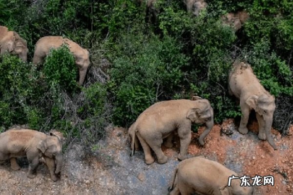 北移亚洲象群进入传统栖息地 安全回家了!