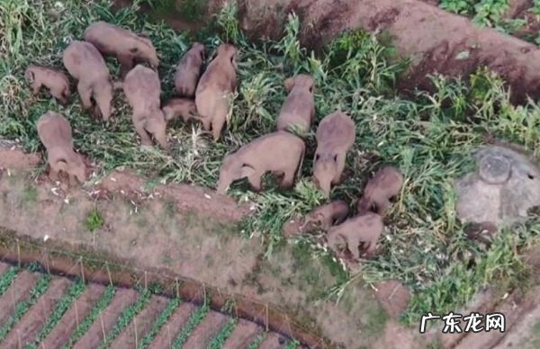 北移亚洲象群进入传统栖息地 安全回家了!