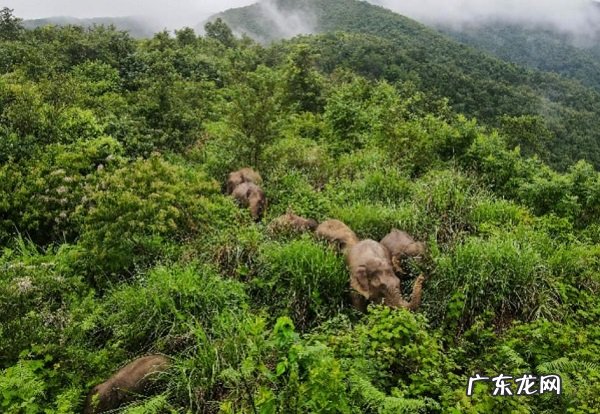 北移亚洲象群进入传统栖息地 安全回家了!