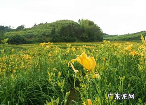 金针菜和黄花菜一样吗 有什么区别