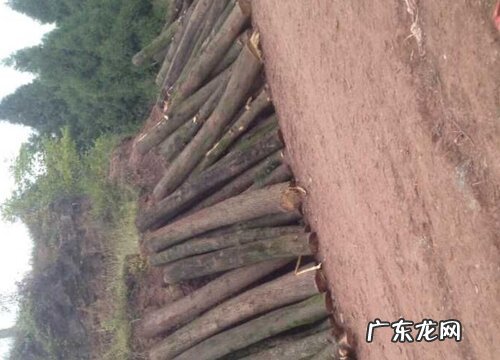 香柏木和柏木一样吗 有啥区别