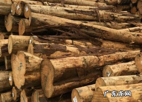 香柏木和柏木一样吗 有啥区别