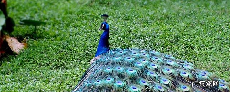 孔雀是鸟类还是兽类?附常见孔雀品种