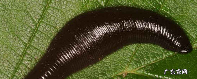 水蛭种苗多少钱一斤?附选购方法、放养方法、养殖方法