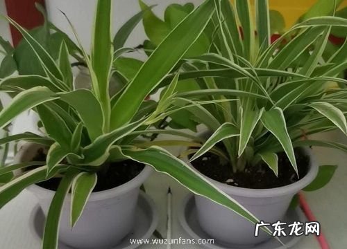 吸收甲醛的室内植物有哪些