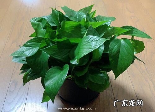 吸收甲醛的室内植物有哪些