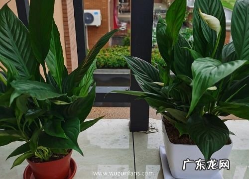吸收甲醛的室内植物有哪些