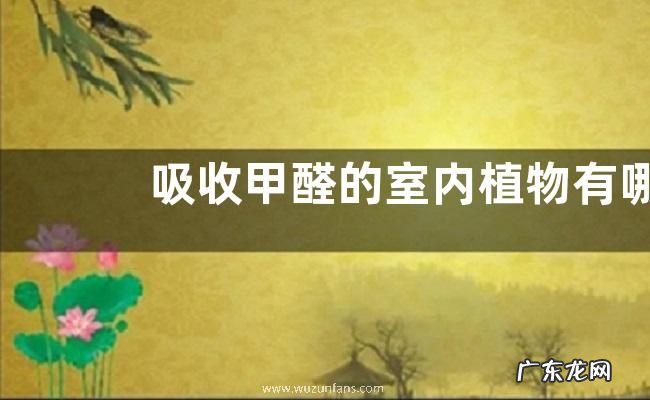 吸收甲醛的室内植物有哪些