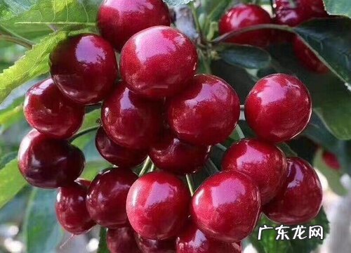 加拿大水果特产有哪些 最出名的四种水果