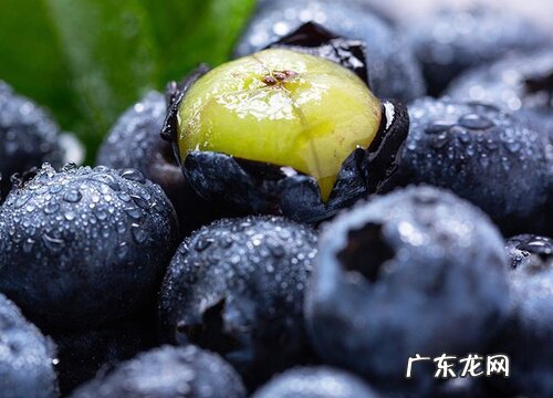 加拿大水果特产有哪些 最出名的四种水果