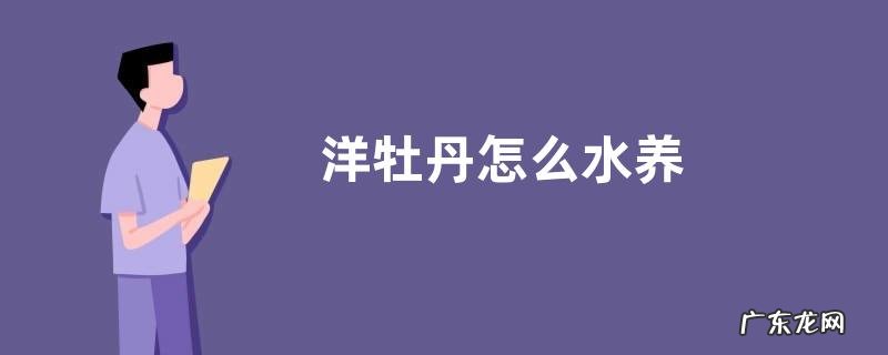 洋牡丹怎么水养