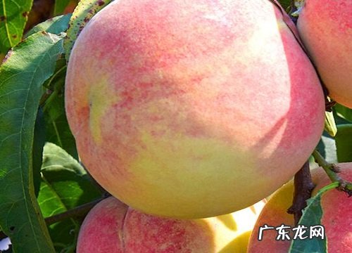 什么品种的桃子最好吃 常见桃子最新品种