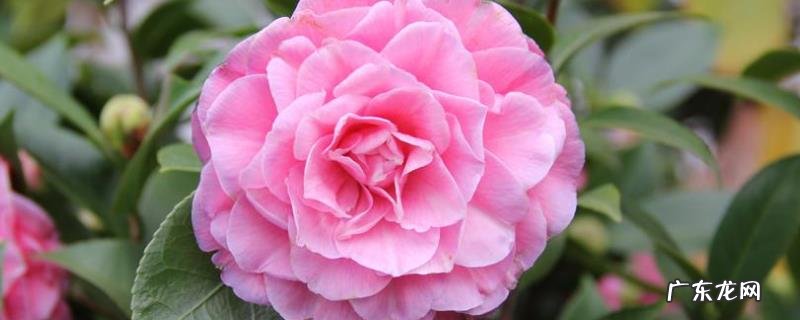 茶花叶子发黄怎么办?茶花叶子发黄的原因