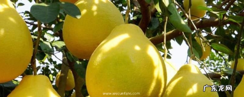 沙田柚是哪里的特产?什么时间成熟