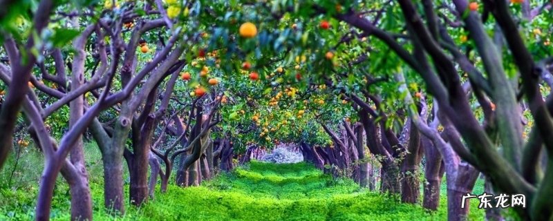 浅谈如何提高果树栽植成活率，果树移栽注意事项