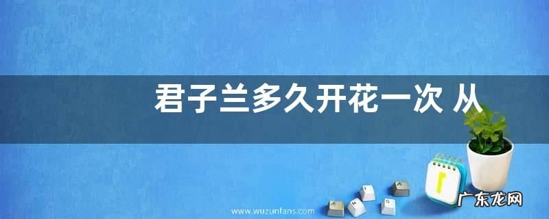 君子兰多久开花一次 从种植到开花要多长时间