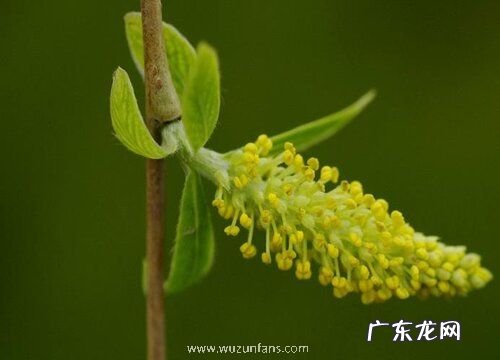 柳树花是完全花吗
