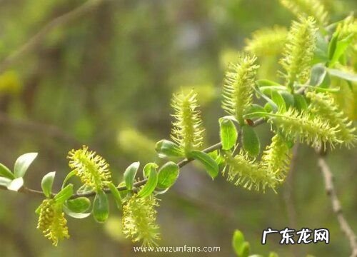 柳树花是完全花吗