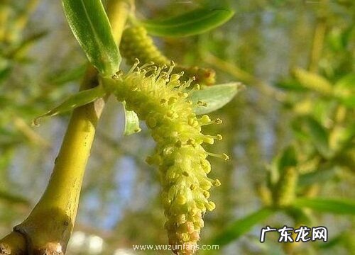 柳树花是完全花吗