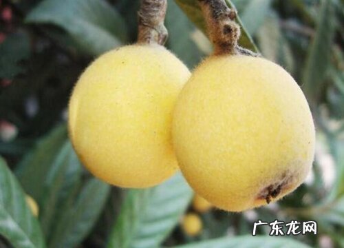 江苏水果特产有哪些 盛产什么水果