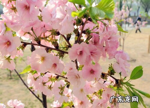 花语代表杀戮的花 象征黑暗的血腥的花卉有哪些