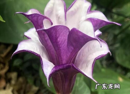 花语代表杀戮的花 象征黑暗的血腥的花卉有哪些