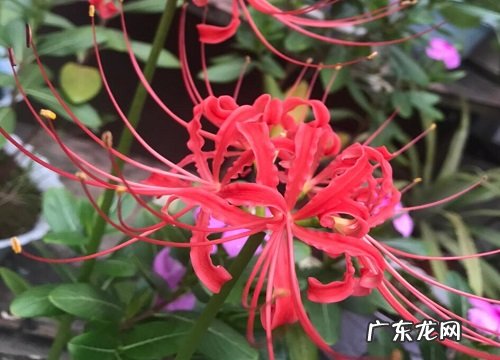 花语代表杀戮的花 象征黑暗的血腥的花卉有哪些