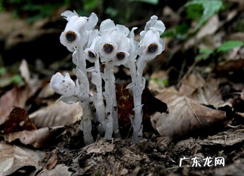 花语代表杀戮的花 象征黑暗的血腥的花卉有哪些