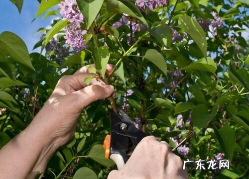 丁香叶长什么样子图片 叶子是什么形状