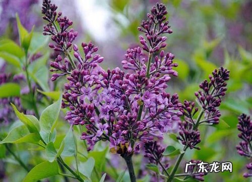 丁香叶长什么样子图片 叶子是什么形状