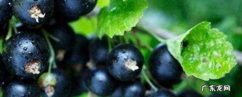 新鲜黑加仑多少钱一斤?附选购方法
