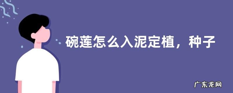碗莲怎么入泥定植,种子怎么处理
