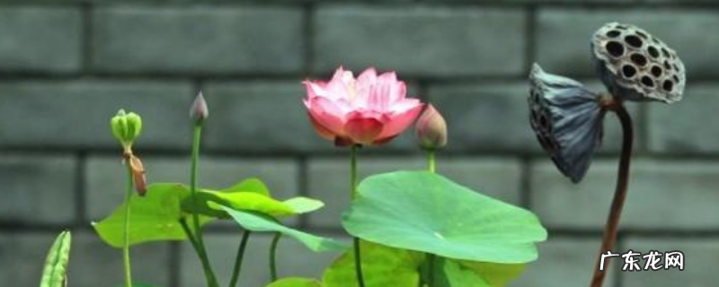 碗莲怎么入泥定植,种子怎么处理