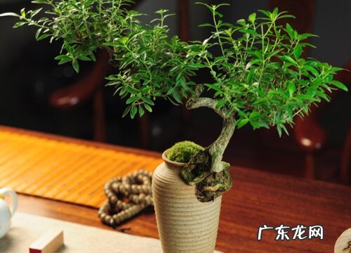 武汉适合种植什么植物 养什么绿植好