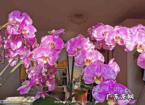 蝴蝶兰几点开花时间 开花季节和特点